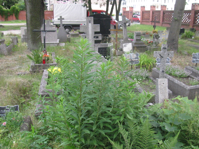 Grób Lubomira Dobrzyńska